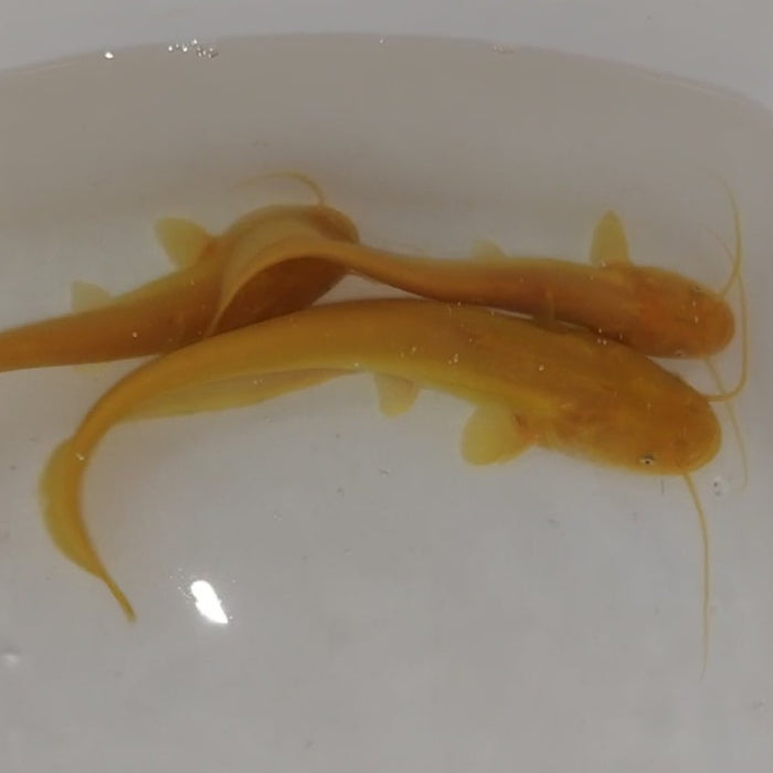 Golden Chinese Wels Catfish (Silurus merdionalis)