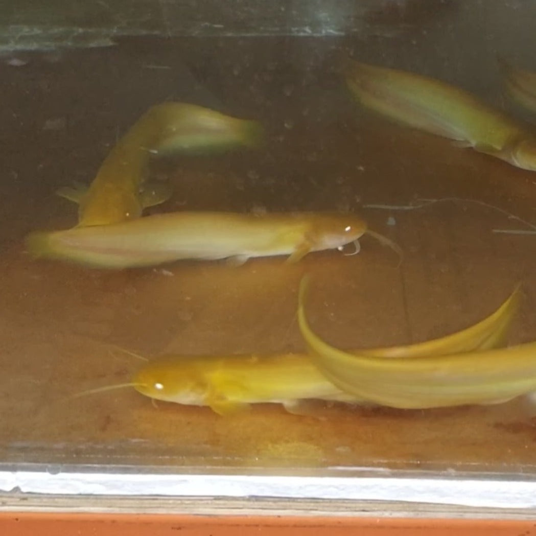 Golden Chinese Wels Catfish (Silurus merdionalis)