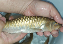 Load image into Gallery viewer, Thai Mahseer (Tor tambroides)
