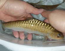 Load image into Gallery viewer, Thai Mahseer (Tor tambroides)
