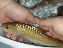 Load image into Gallery viewer, Thai Mahseer (Tor tambroides)
