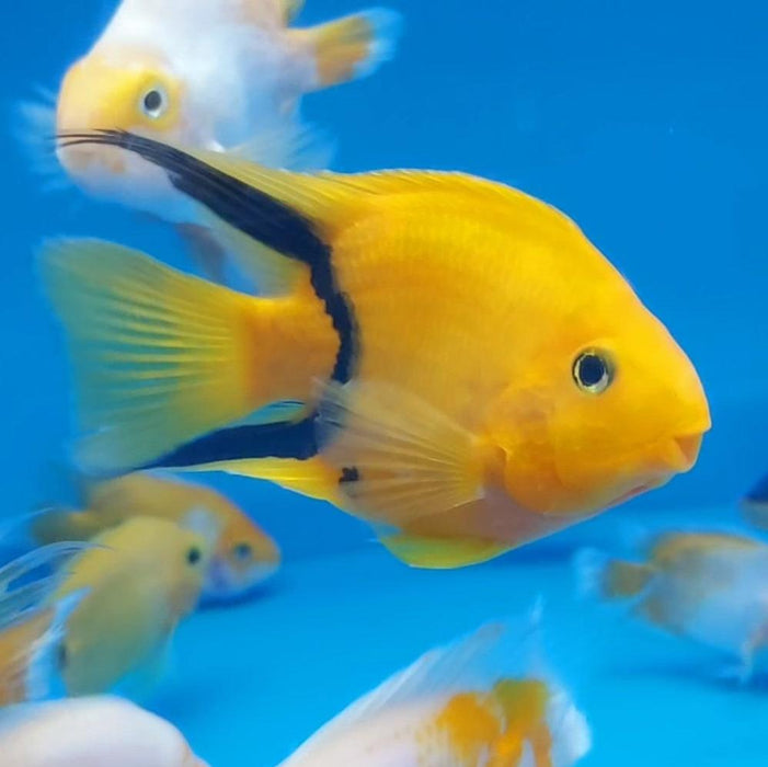 Golden / Yellow Tiger Parrot Cichlid (Cichlasoma  sp)