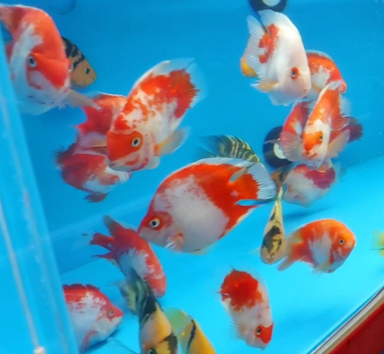 Red and White Parrot Cichlid (Cichlasoma sp)