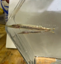 Load image into Gallery viewer, Spotted Muskie (Esox masquinongy)
