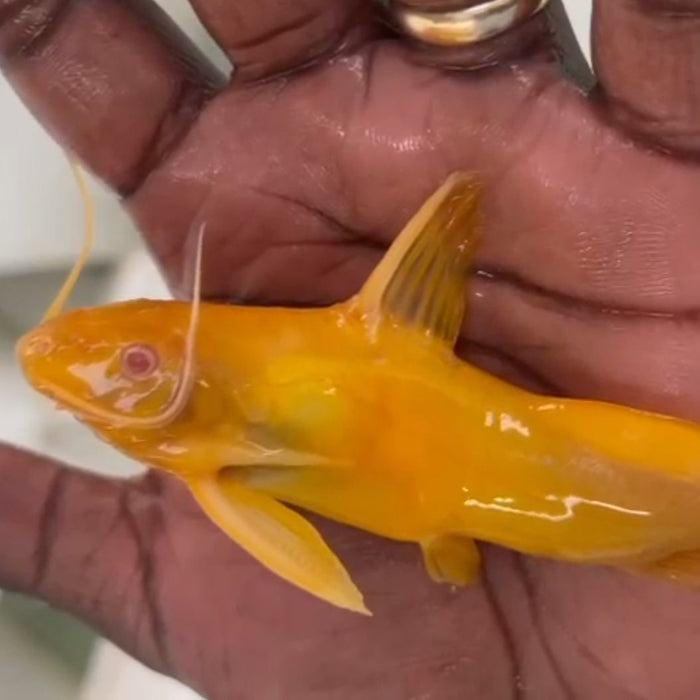 Albino Greshoffi Synodontis (Synodontis greshoffi)