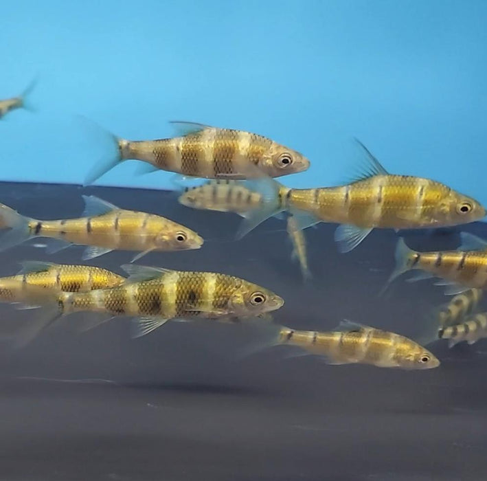 Golden Bumblebee Barb (Acrossocheilus longipinnis)