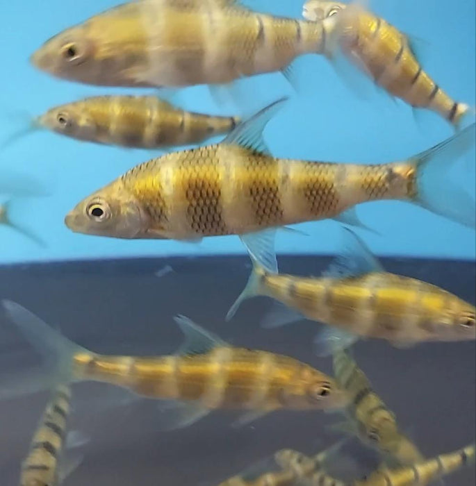 Golden Bumblebee Barb (Acrossocheilus longipinnis)