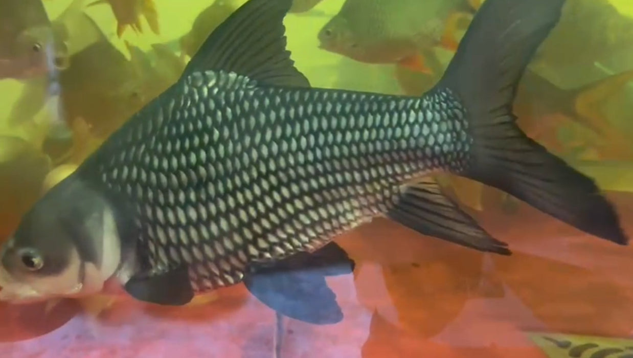 Siamese Giant Barb (Catlocarpio siamensis)
Availability: in stock, ready to be shipped