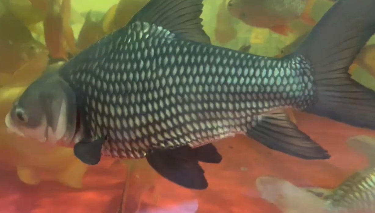Siamese Giant Barb (Catlocarpio siamensis)