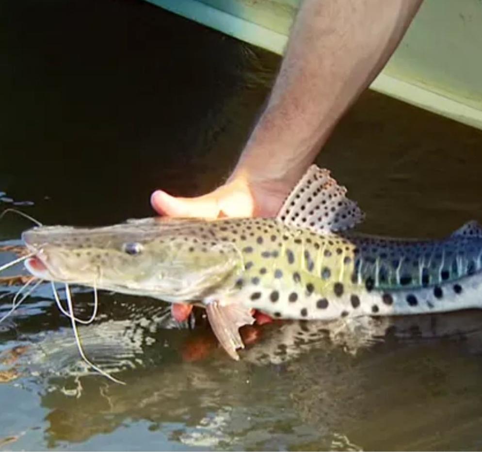 Giant Spotted Tiger Shovelnose Catfish (Pseudoplatystoma corruscans sp)