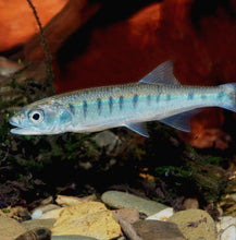 Load image into Gallery viewer, African Trout Minnow (Raiamas senegalensis)
