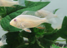 Load image into Gallery viewer, Albino Threadfin Acara Geophagus Cichlid (Acarichthys heckelii)
