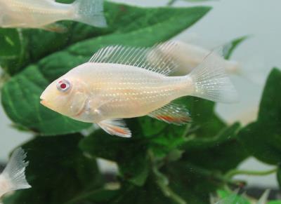 Albino Threadfin Acara Geophagus Cichlid (Acarichthys heckelii)