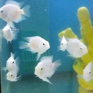 Snow White Convict Parrot Cichlid (Amatitlania nigrofasciata sp) — Predatory Fins Snow White Convict Parrot Cichlid (Amatitlania nigrofasciata sp) — Predatory Fins