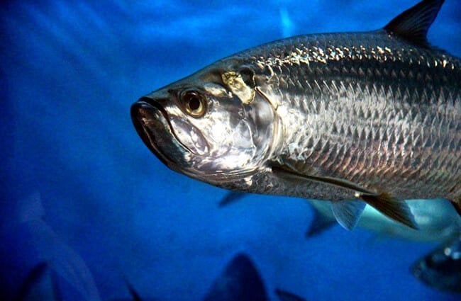Atlantic Tarpon (Megalops atlanticus)
