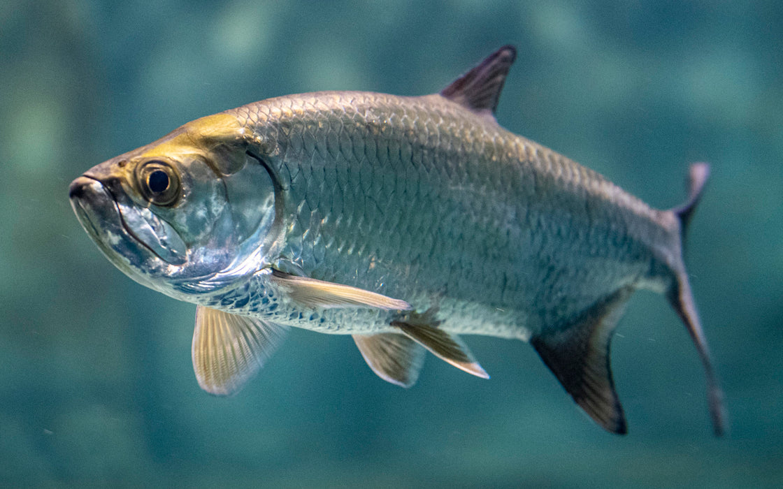 Atlantic Tarpon (Megalops atlanticus)