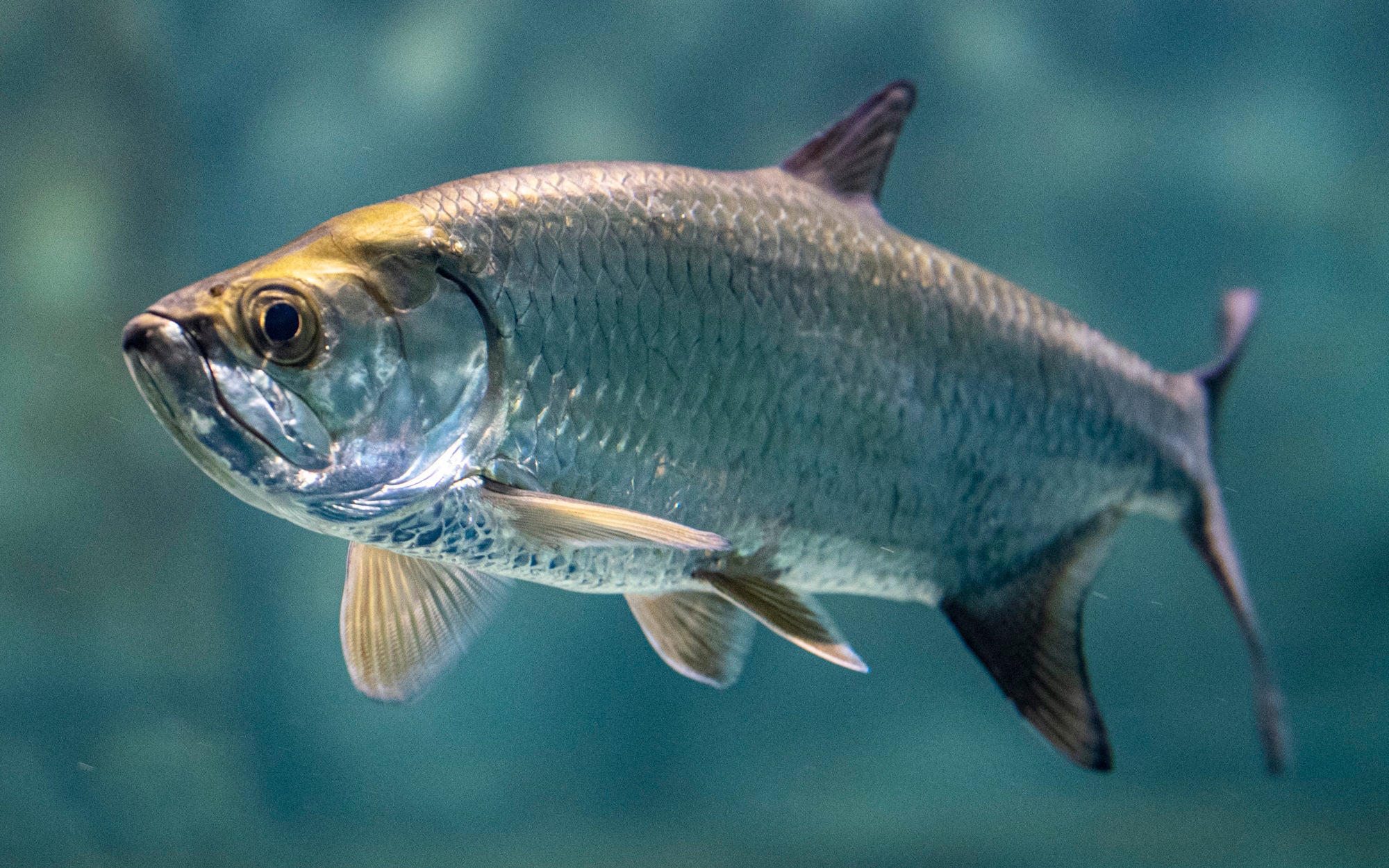 Atlantic Tarpon Fish Index: Atlantic Tarpon