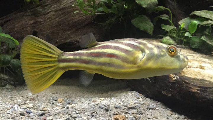 Fahaka Puffer Fish (Tetraodon lineatus)