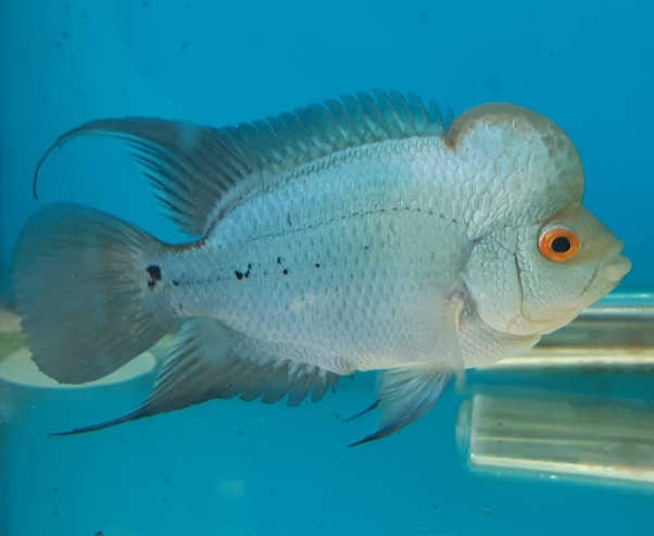 Blue Thai Silk Flowerhorn Cichlid (Cichlasoma sp)