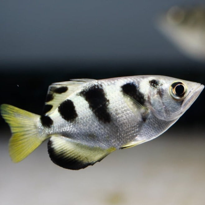 Archer Fish Spitting