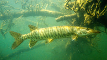 Load image into Gallery viewer, Barred Muskie (Esox masquinongy)
