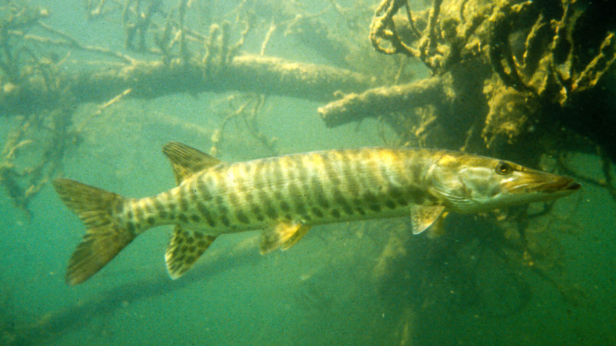 Barred Muskie (Esox masquinongy)