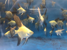 Load image into Gallery viewer, Bulgarian Green Seal Point Angelfish (Pterophyllum scalare sp)
