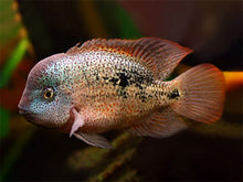 Load image into Gallery viewer, Tailbar Cichlid (Vieja hartwegi)
