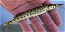 Load image into Gallery viewer, Spotted Muskie (Esox masquinongy)
