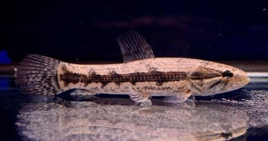 Black Wolf Fish (Hoplias curupira)