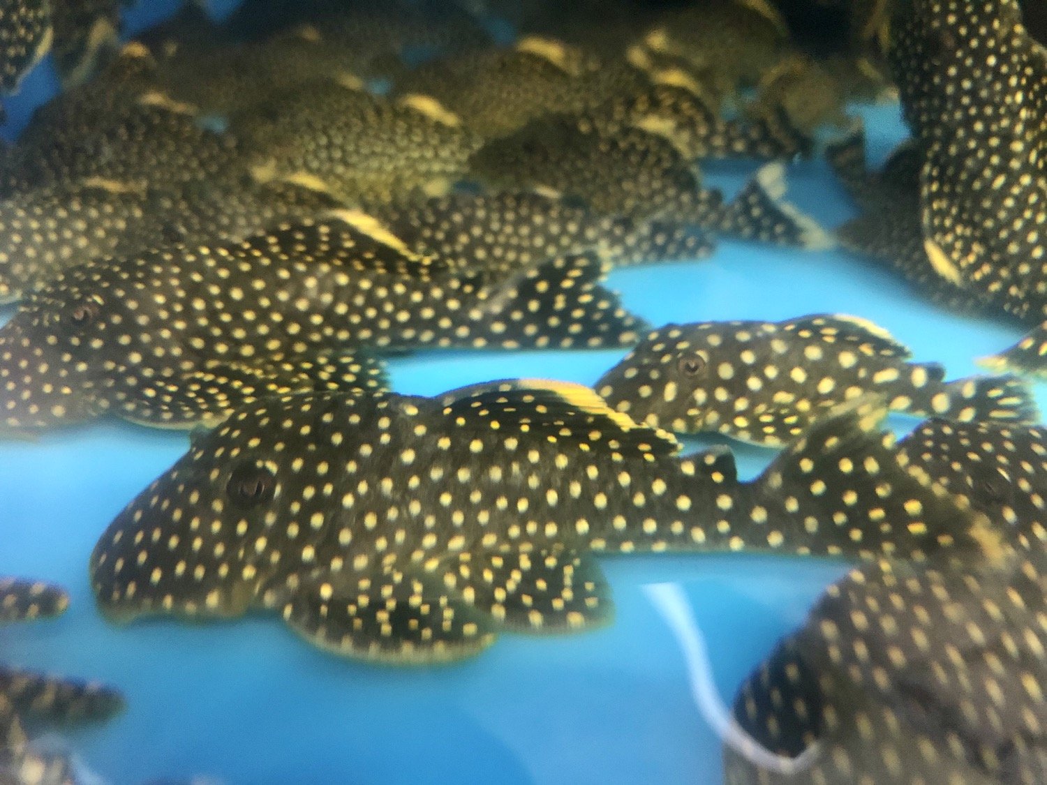 L018 Gold Nugget Pleco (Baryancistrus xanthellus) – Predatory Fins