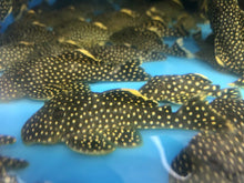Load image into Gallery viewer, L018 Gold Nugget Pleco (Baryancistrus xanthellus)
