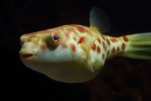 Load image into Gallery viewer, Cross River Puffer Fish (Tetraodon pustulatus)
