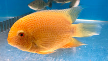 Load image into Gallery viewer, Gold Severum (Heros severus)
