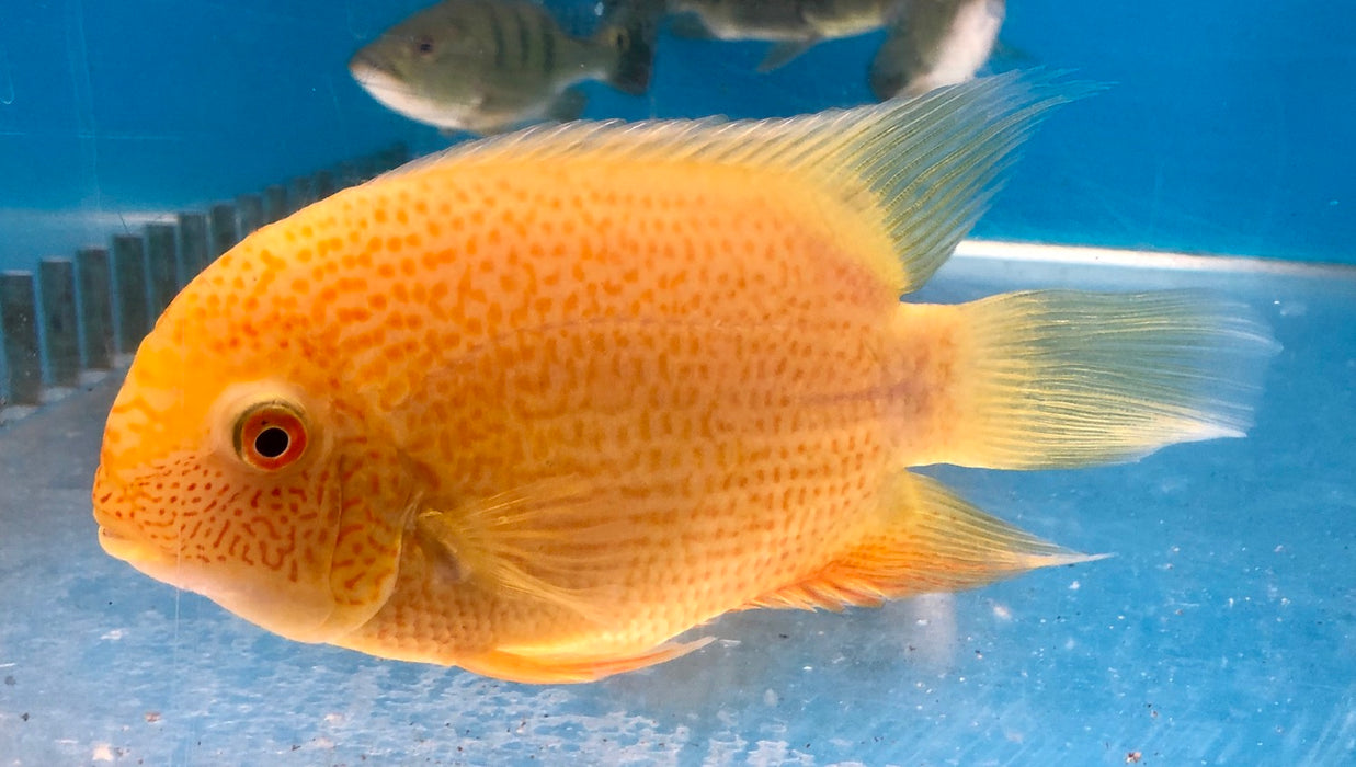 Gold Severum (Heros severus)