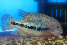 Load image into Gallery viewer, Tailbar Cichlid (Vieja hartwegi)
