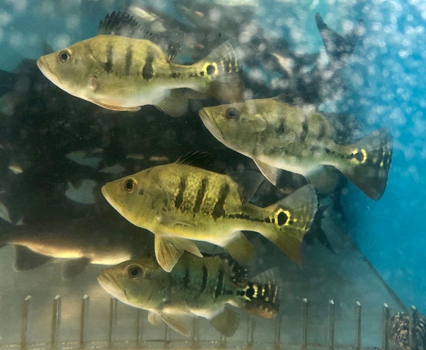 Short Body Mono Peacock Bass (Cichla monoculus)