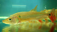 Load image into Gallery viewer, Red Tail Barracuda (Acestrorhynchus falcatus)
