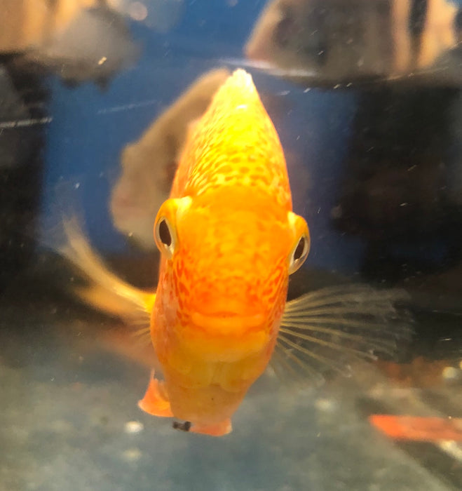 Gold Severum (Heros severus)