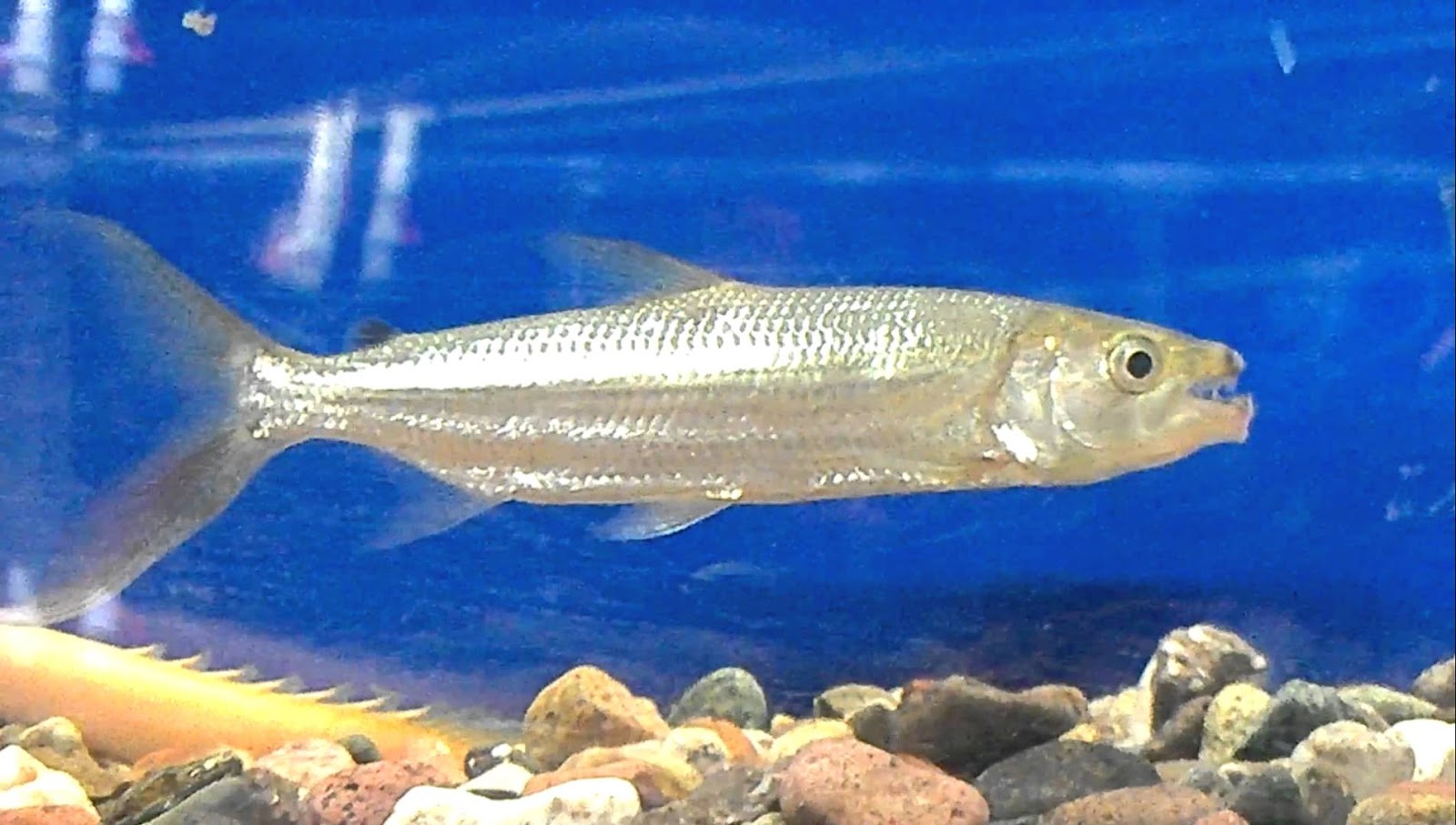 Goliath African Tiger Fish Hydrocynus goliath Predatory Fins