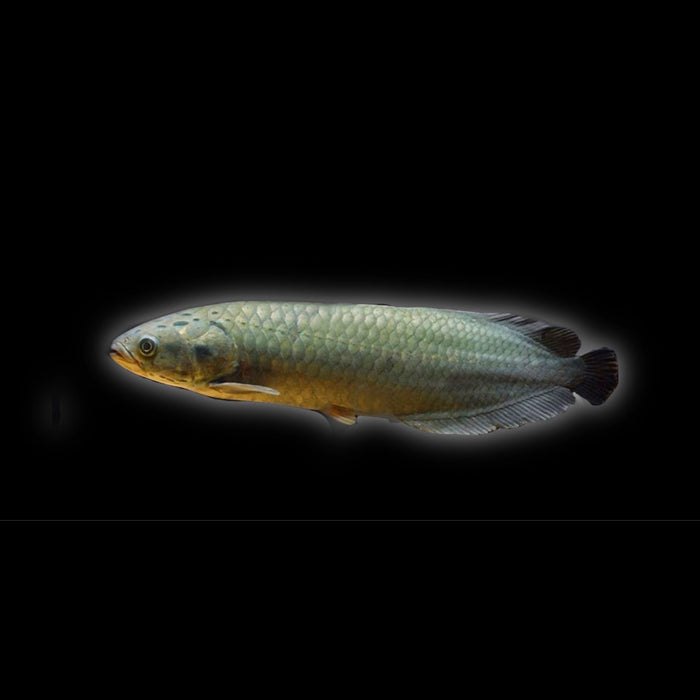 African Arowana (Heterotis niloticus)