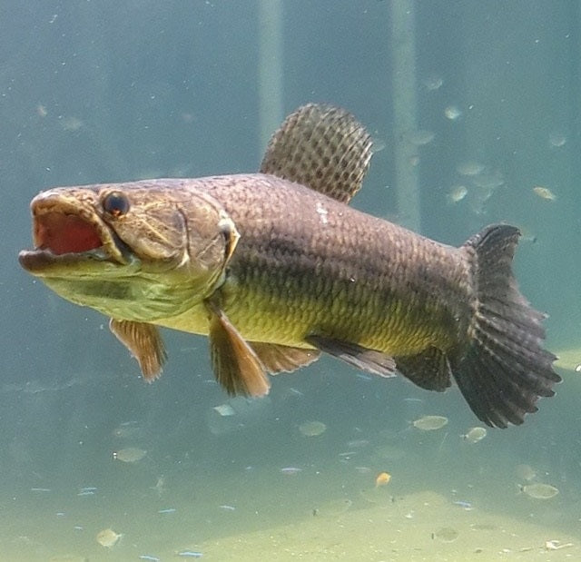 Aimara Wolf Fish (Hoplias aimara)