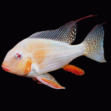 Load image into Gallery viewer, Albino Threadfin Acara Geophagus Cichlid (Acarichthys heckelii)
