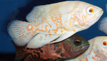 Load image into Gallery viewer, Albino Tiger Oscar Cichlid (Astronotus ocellatus)
