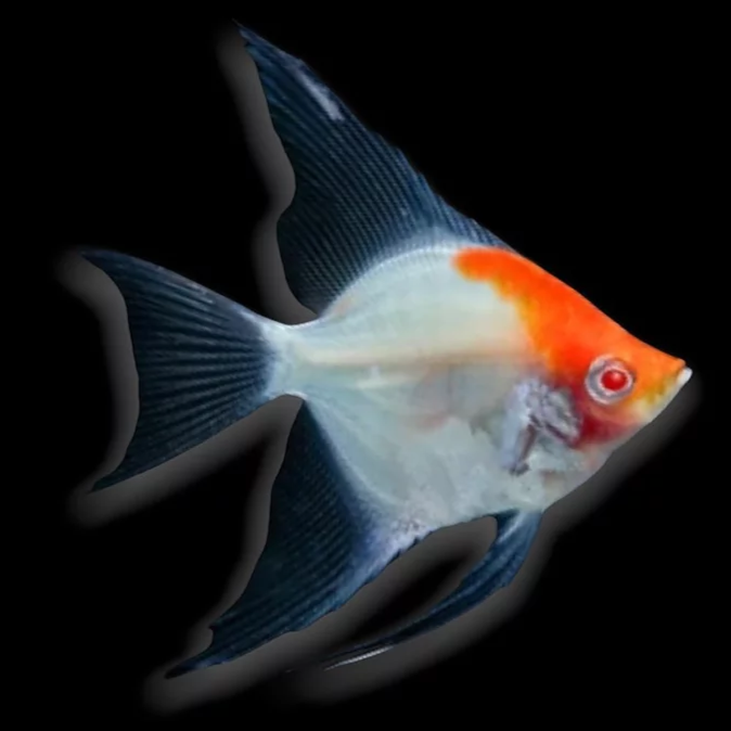 Albino Red Cap Angelfish (Pterophyllum scalare)