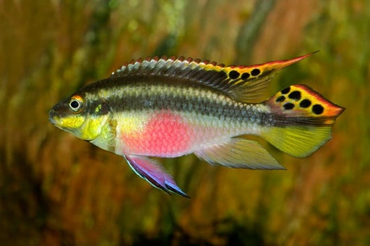 Nigerian Red Kribensis Cichlid (Pelvicachromis taeniatus)