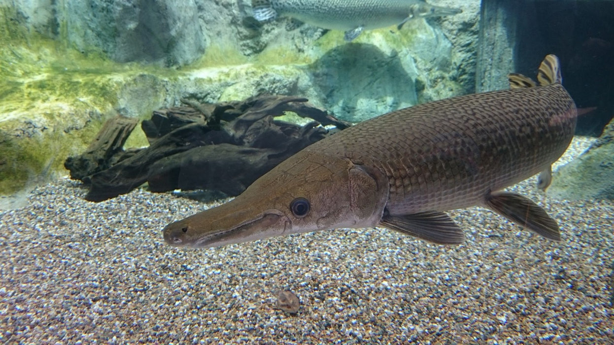 Alligator Gar (Atractosteus spatula)