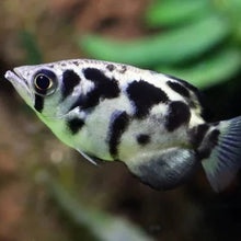 Load image into Gallery viewer, Burmese Clouded Archerfish (Toxotes blythii)
