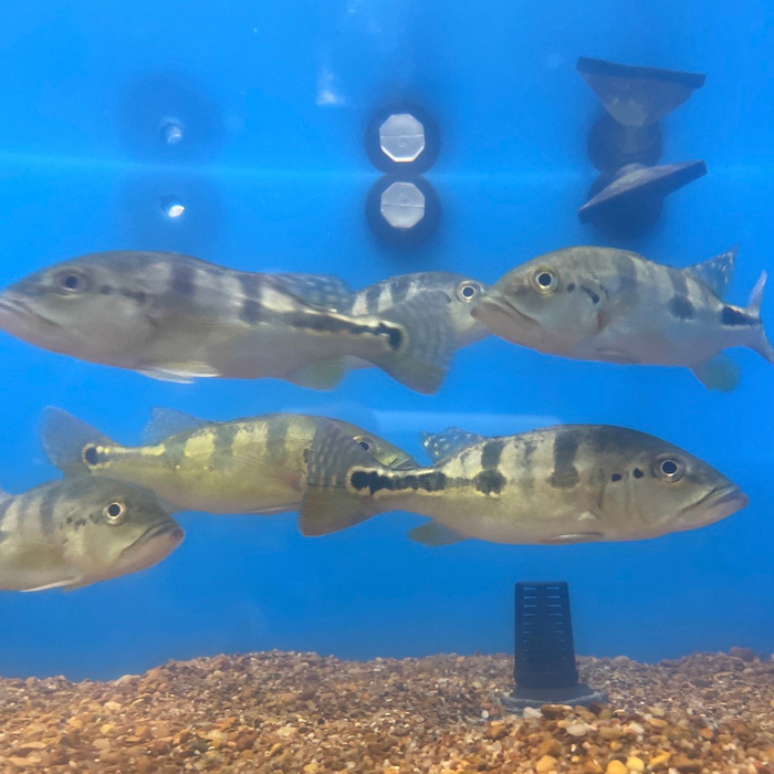 Wild Azul Peacock bass (Cichla piquiti)