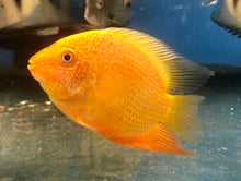 Load image into Gallery viewer, Gold Severum (Heros severus)
